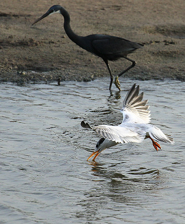 Terns