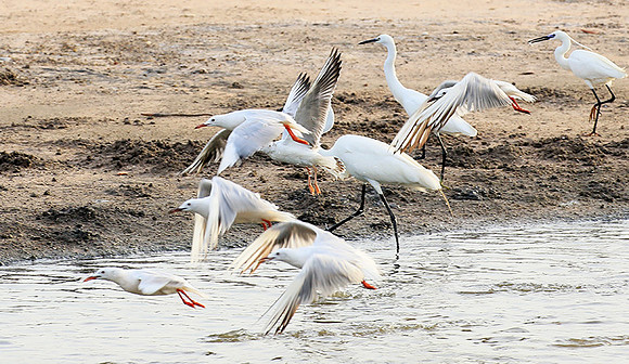 Terns
