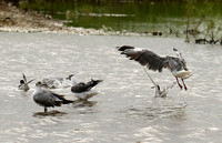 Terns