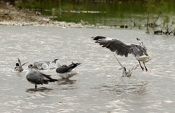 Terns