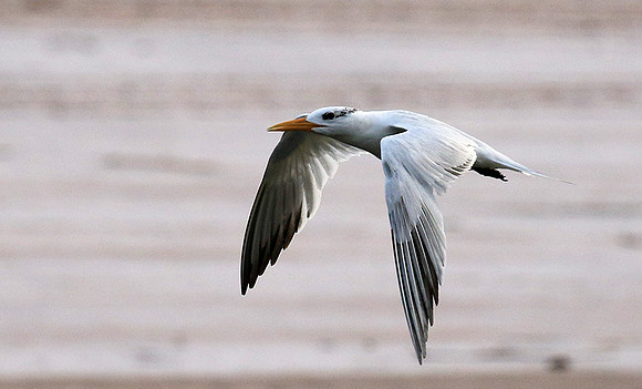 Terns