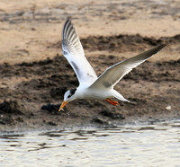 Terns