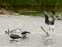 Terns