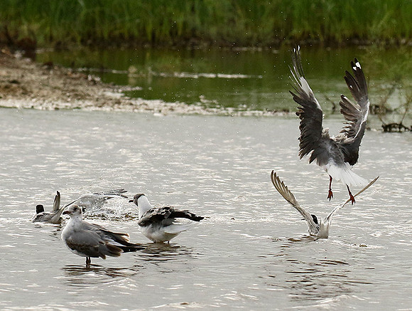 Terns