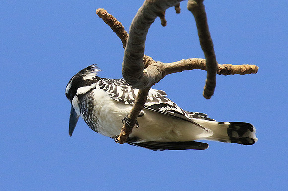 Pied kingfisher