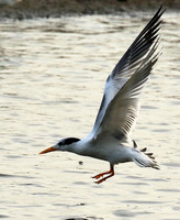 Terns
