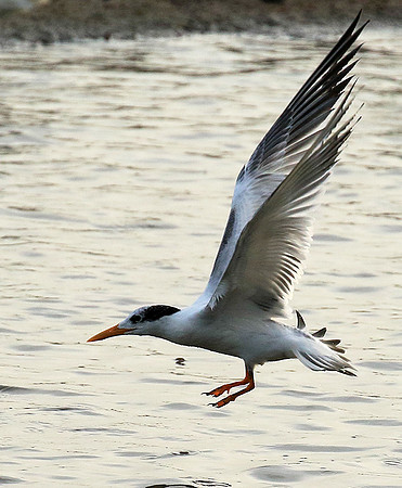 Terns