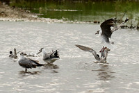 Terns