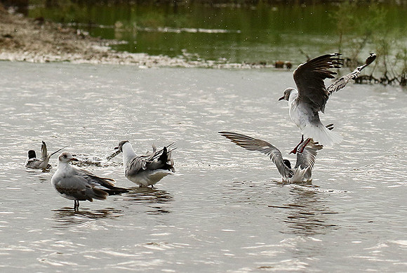 Terns