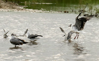 Terns