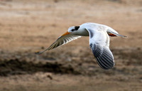 Terns