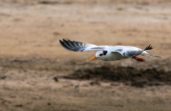 Terns