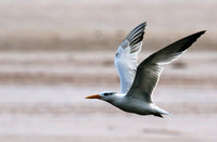 Terns