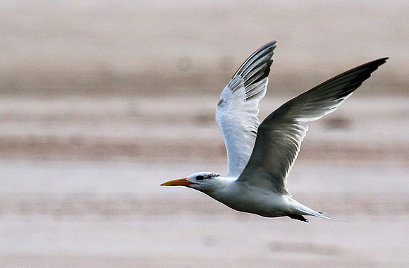 Terns