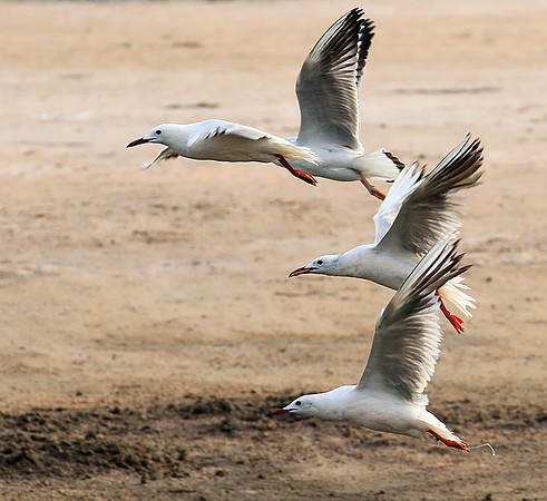 Terns