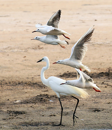 Terns