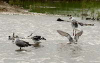 Terns