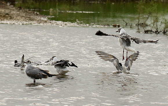 Terns