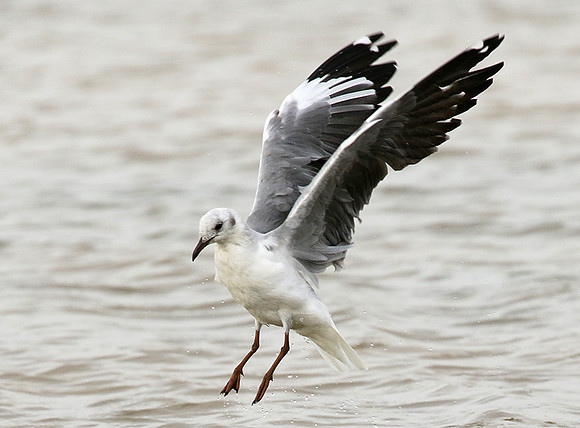 Terns
