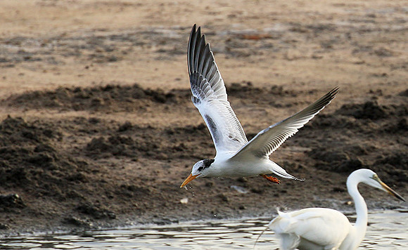 Terns