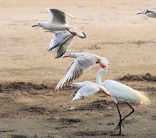 Terns
