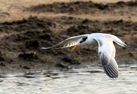 Terns