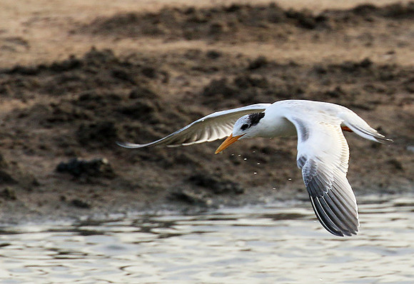 Terns
