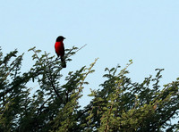 Crimson-chested shriek - Etosha