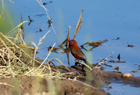 Crimson-chested shriek - Etosha