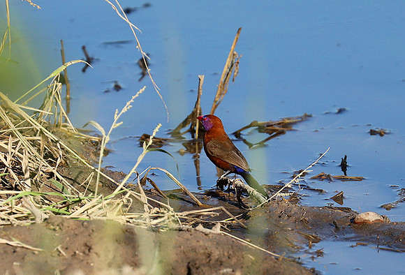 Crimson-chested shriek - Etosha
