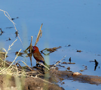 Crimson-chested shriek - Etosha