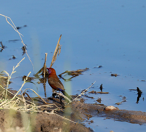 Crimson-chested shriek - Etosha