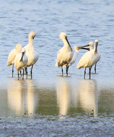 Spatulas in the lagoon