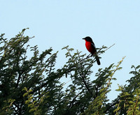 Crimson-chested shriek - Etosha