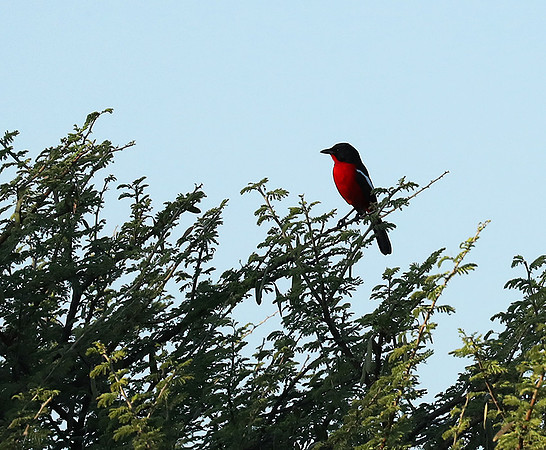 Crimson-chested shriek - Etosha