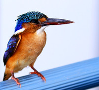 Malachite kingfisher