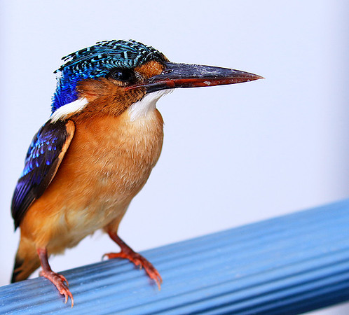Malachite kingfisher