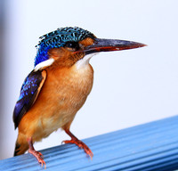 Malachite kingfisher