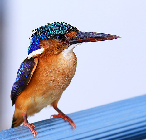 Malachite kingfisher