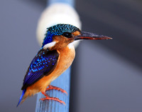 Malachite kingfisher