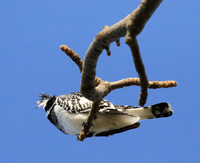 Pied kingfisher