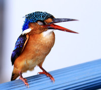 Malachite kingfisher