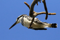 Pied kingfisher