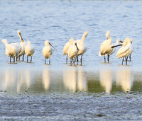 Spatulas in the lagoon