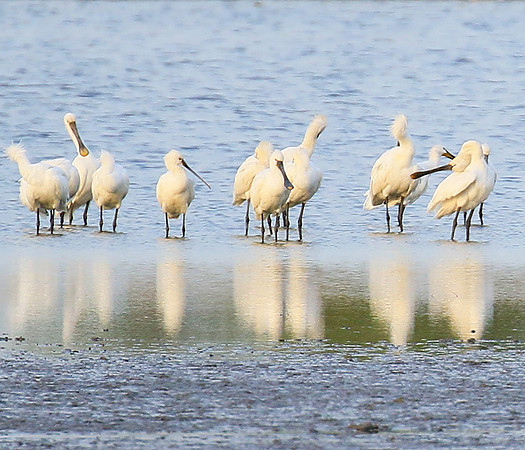 Spatulas in the lagoon
