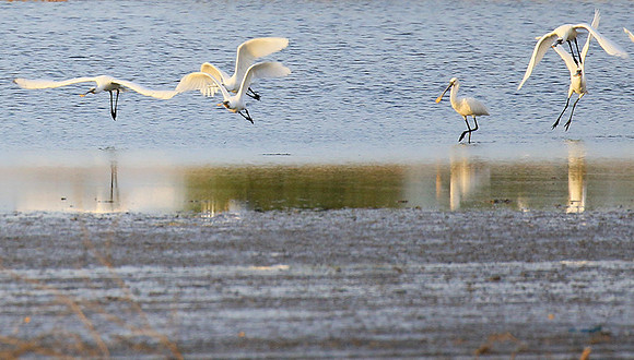 Spatulas in the lagoon