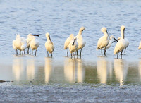 Spatulas in the lagoon
