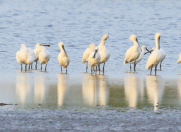 Spatulas in the lagoon