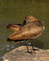 At Sabi Sand