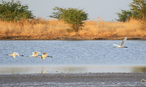 Spatulas in the lagoon
